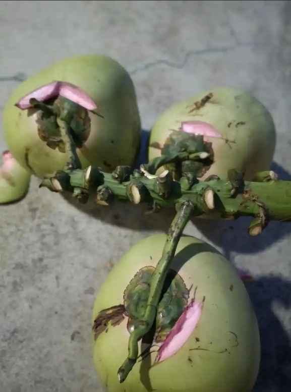 1751012132144397.png ΢ÐŽØÍ¼_20250627152354.png